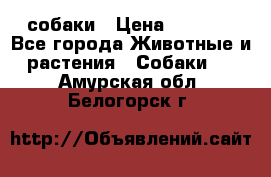 собаки › Цена ­ 2 500 - Все города Животные и растения » Собаки   . Амурская обл.,Белогорск г.